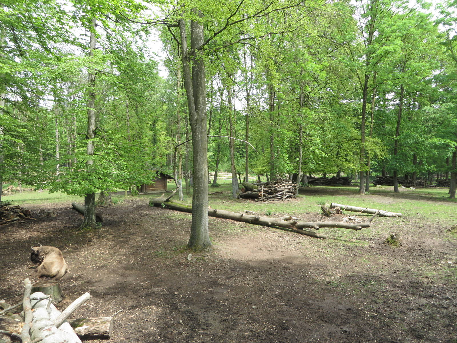 Wisent forest