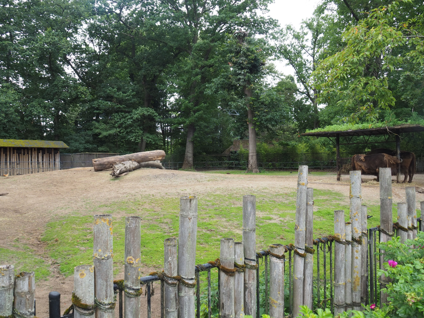 Wisent paddock, 2020-07-14