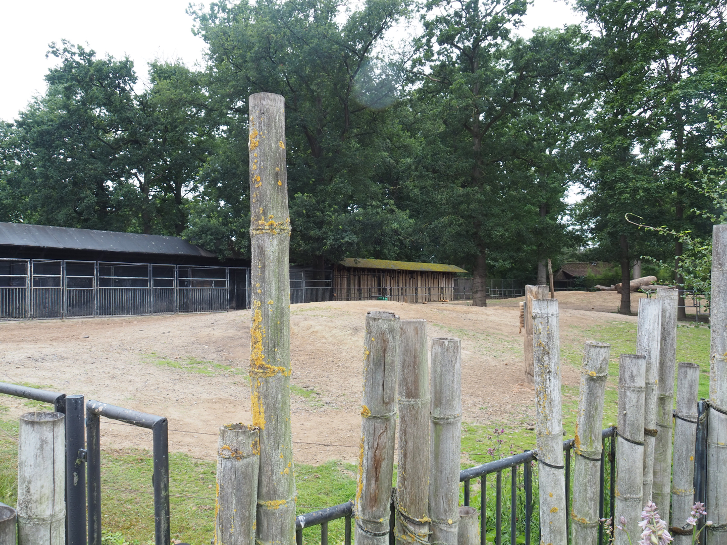 Wisent paddock, 2020-07-14