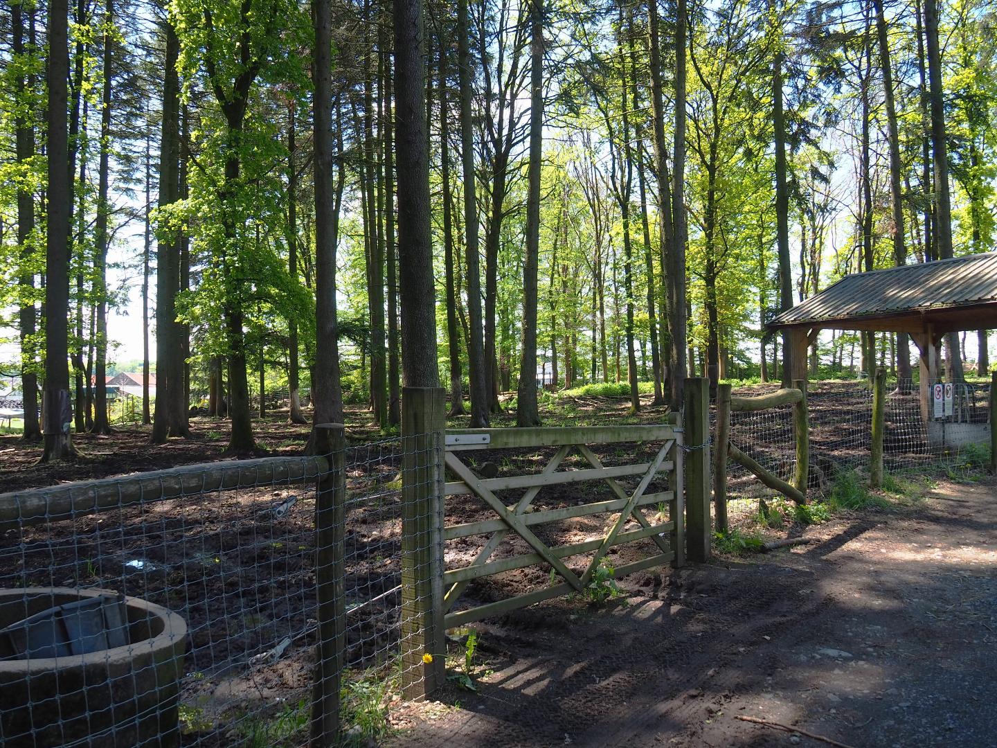 Wisent paddock, 2021-05-29