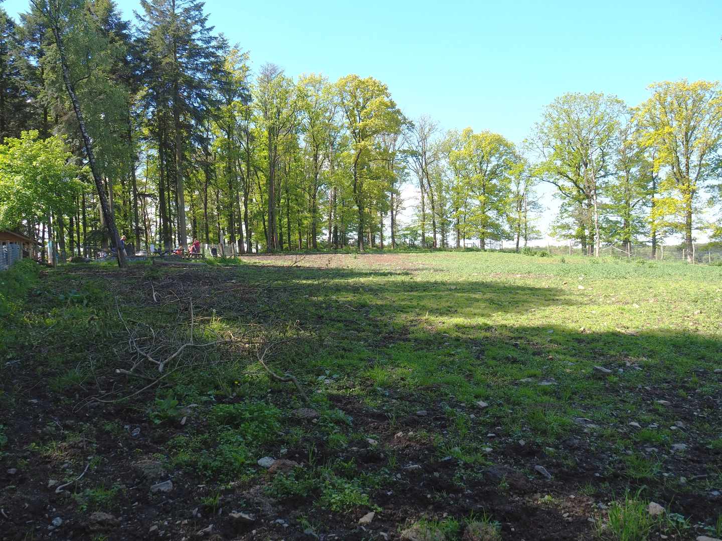 Wisent paddock, 2021-05-29