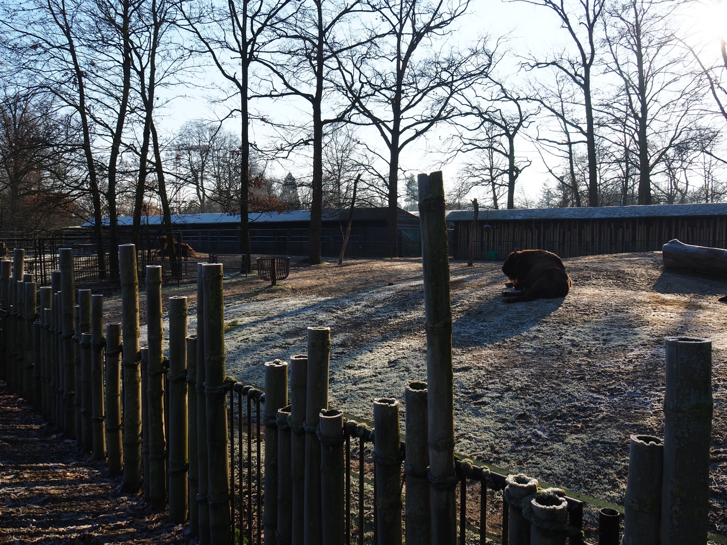 Wisent paddock (Jan 20th, 2019)