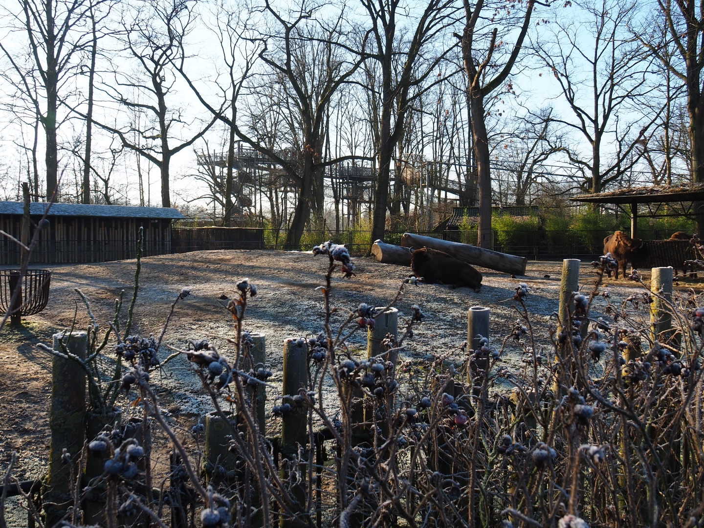 Wisent paddock (Jan 20th, 2019)