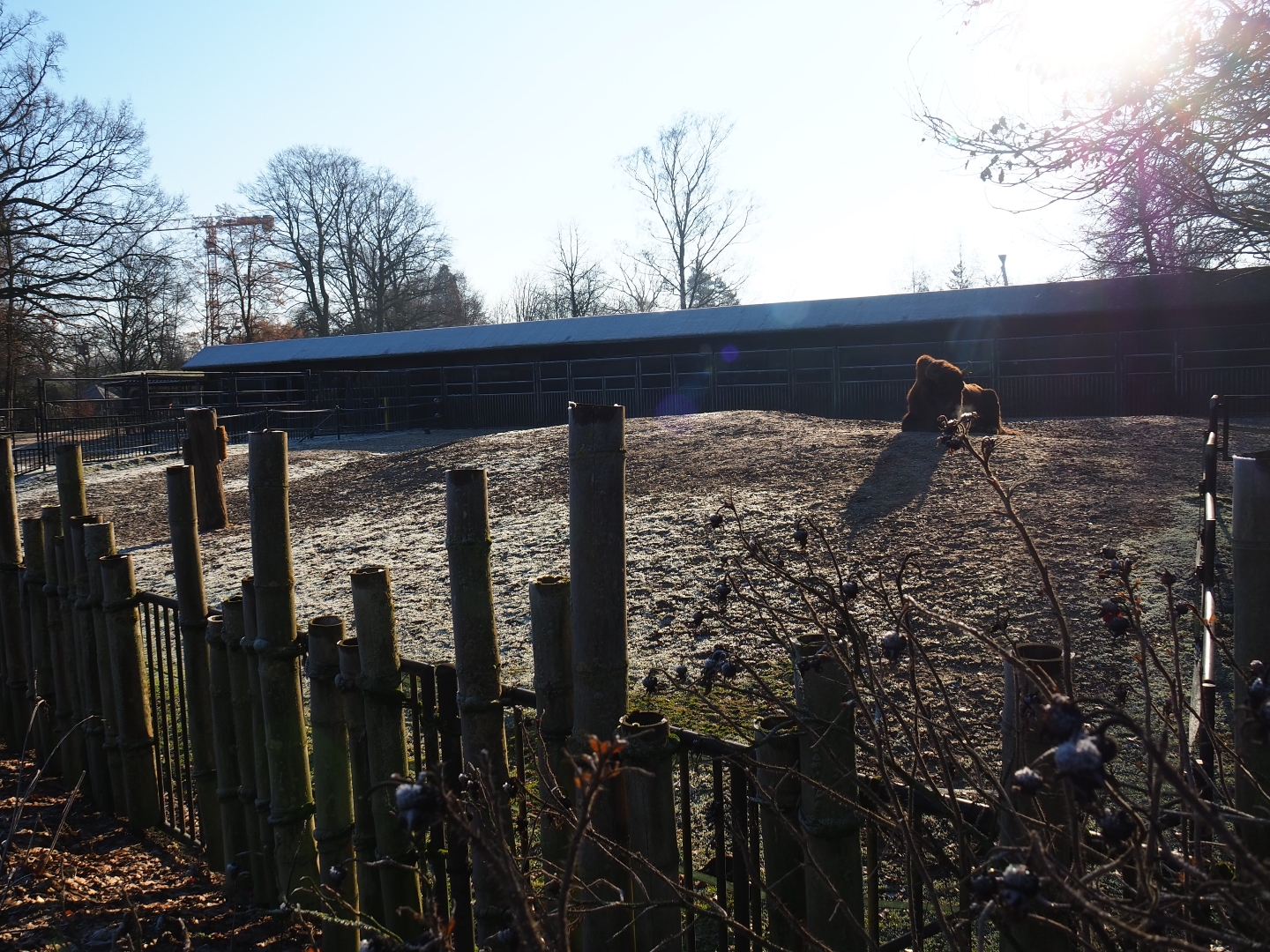 Wisent paddock (Jan 20th, 2019)