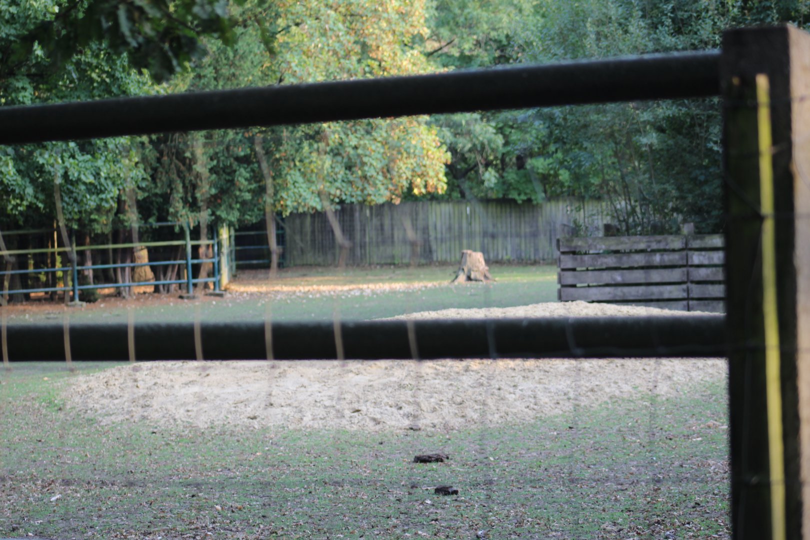 Wisent Paddock Part 1