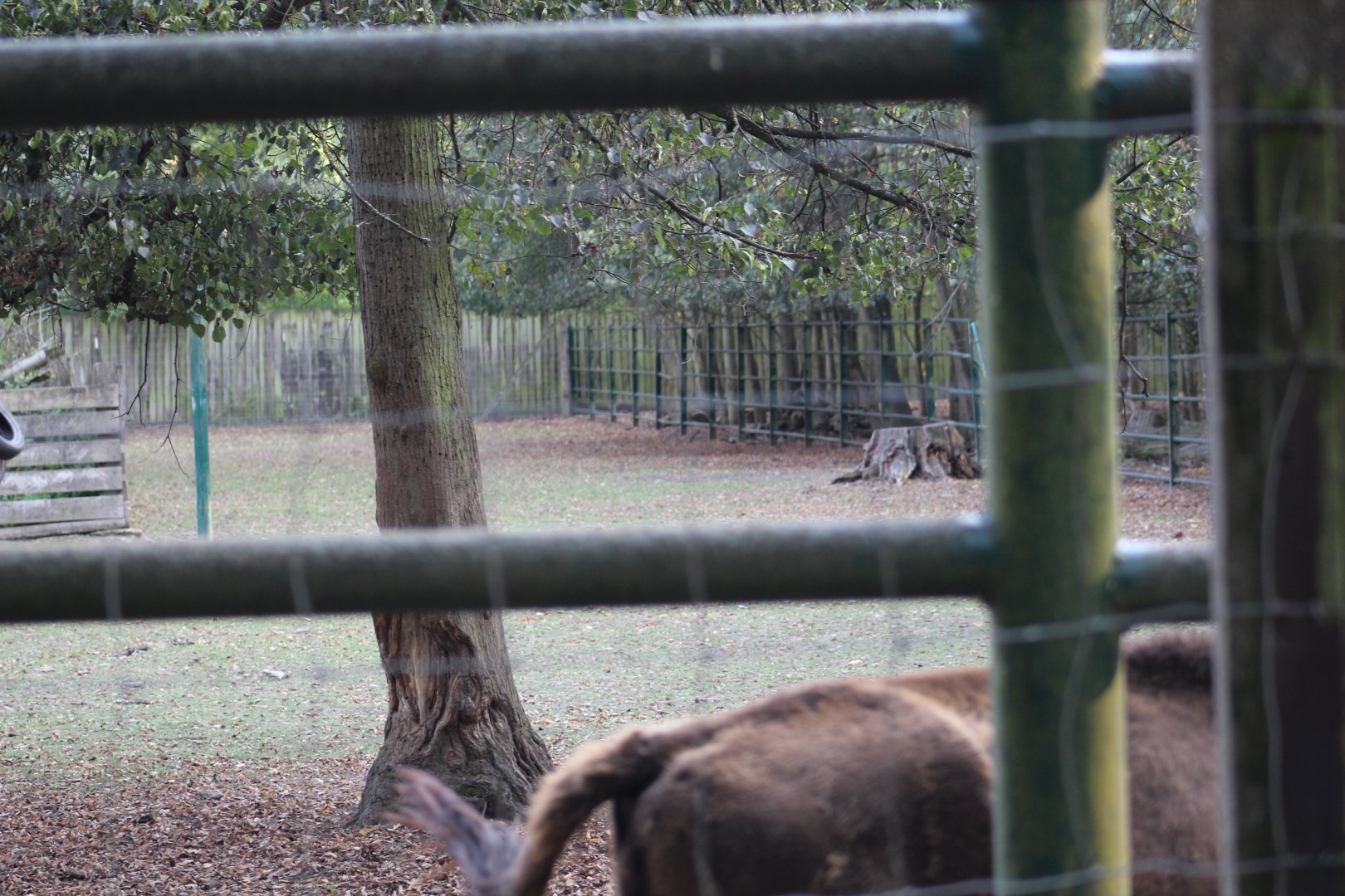 Wisent Paddock Part 2