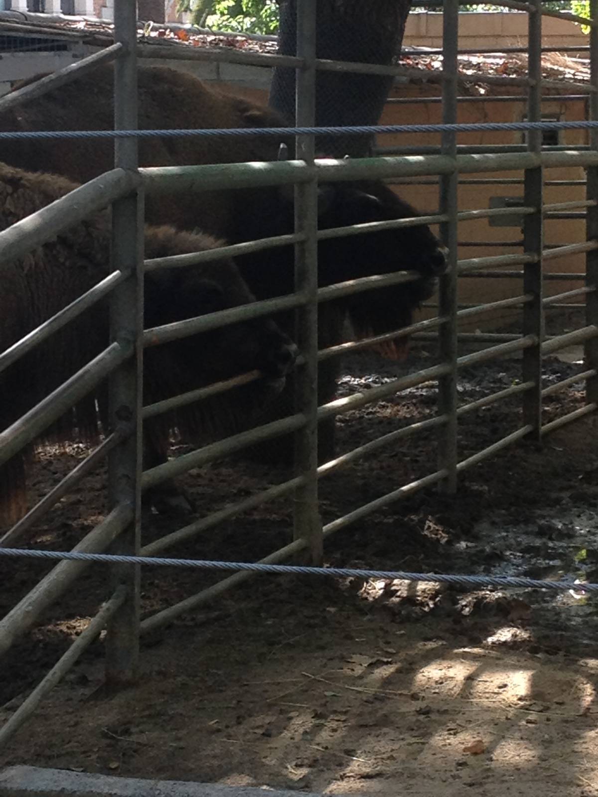 Wisent?s likes the fence