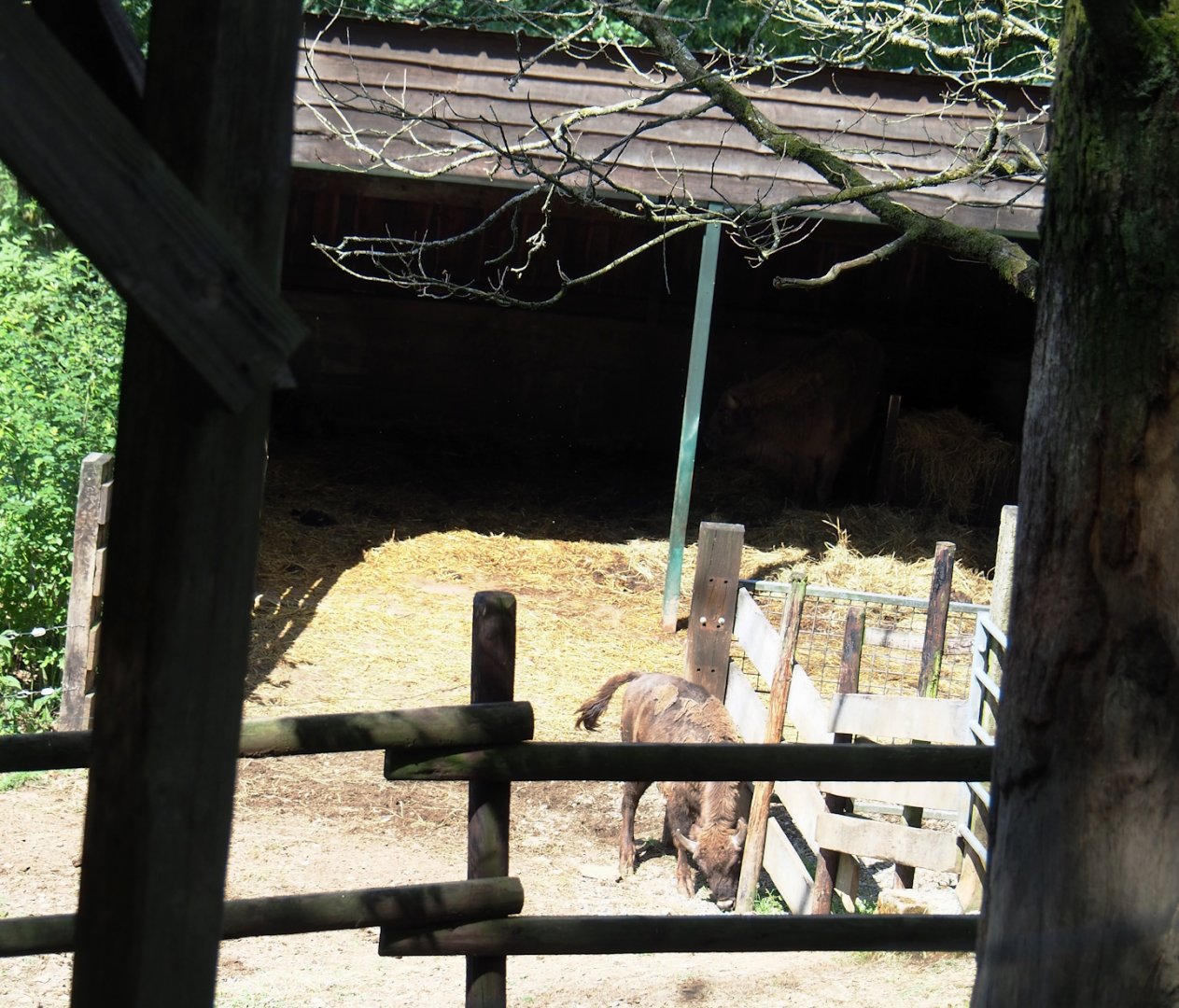 Wisent shelter, 2023-06-24