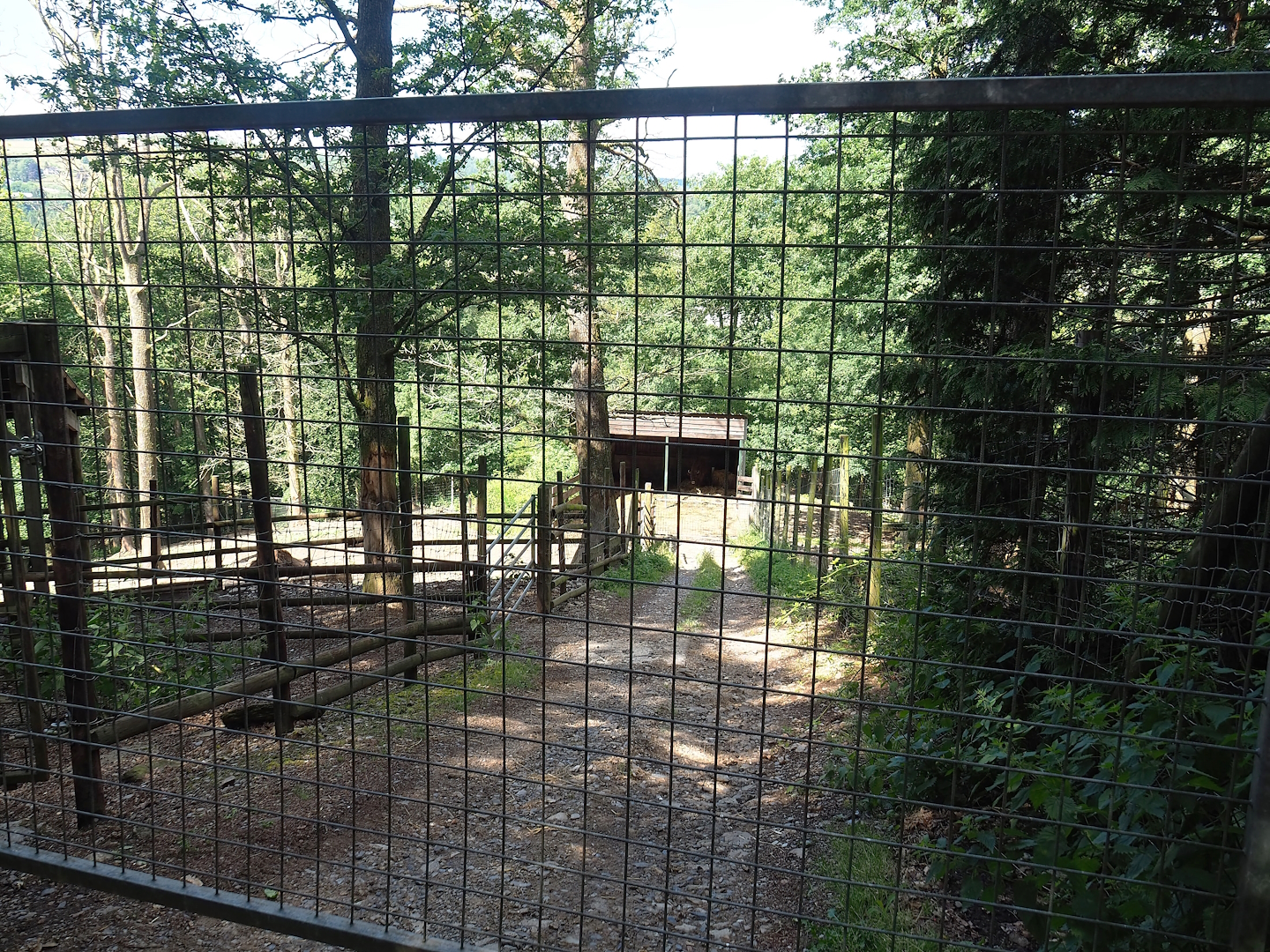 Wisent shelter and access road to wisent paddock, 2023-06-24