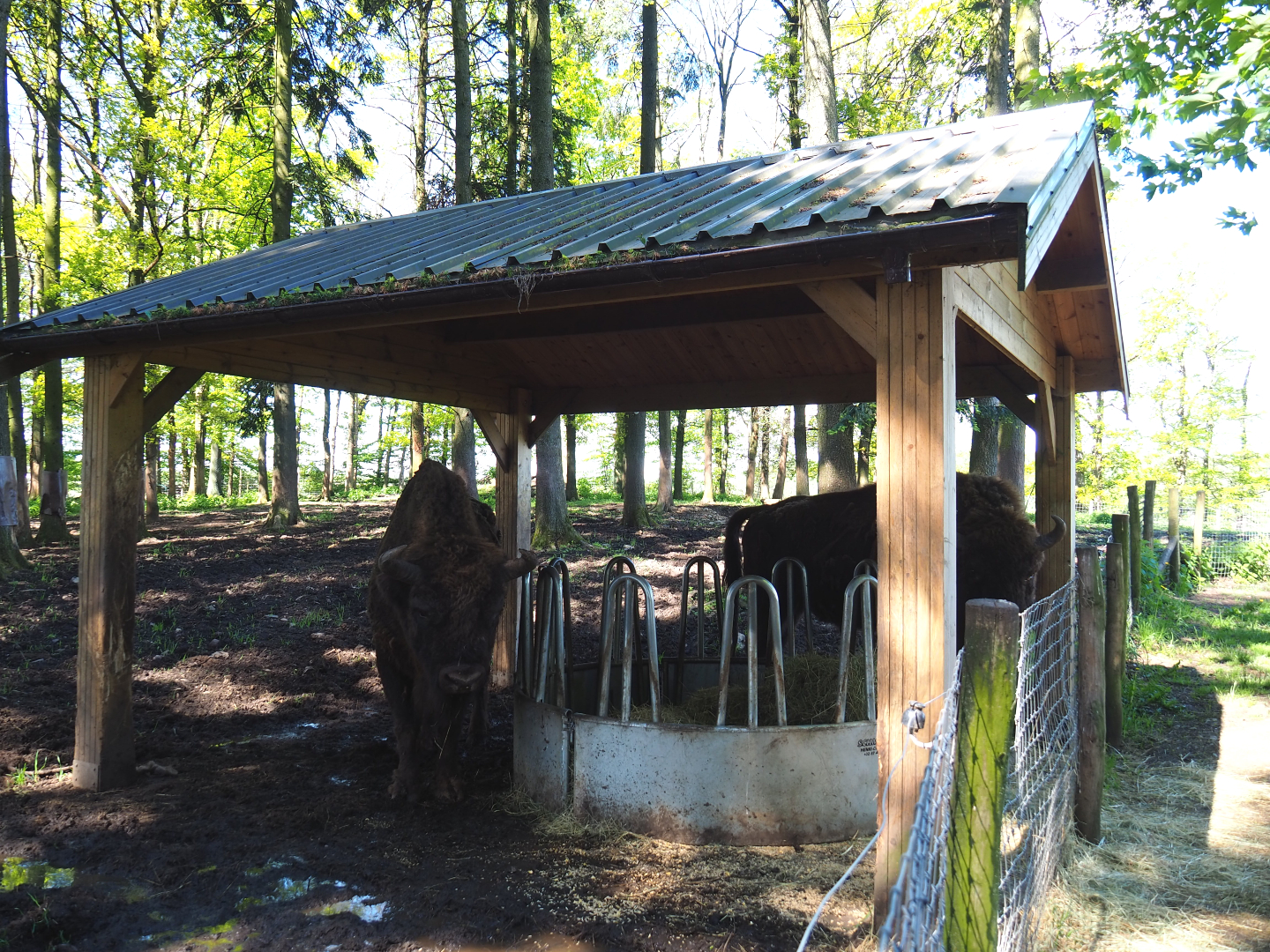 Wisent shelter and feeding area, 2021-05-29