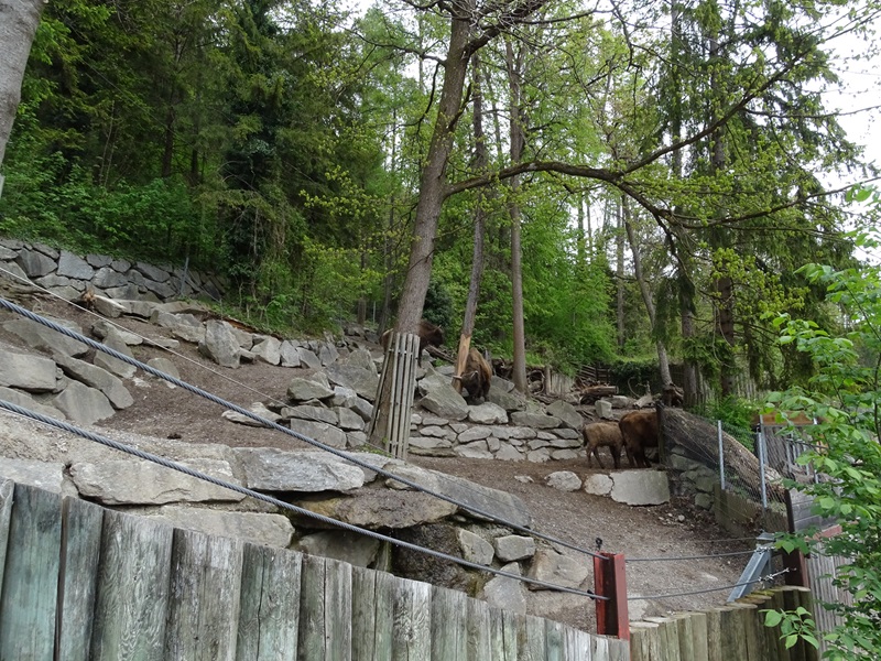 Wisent + wild boar enclosure