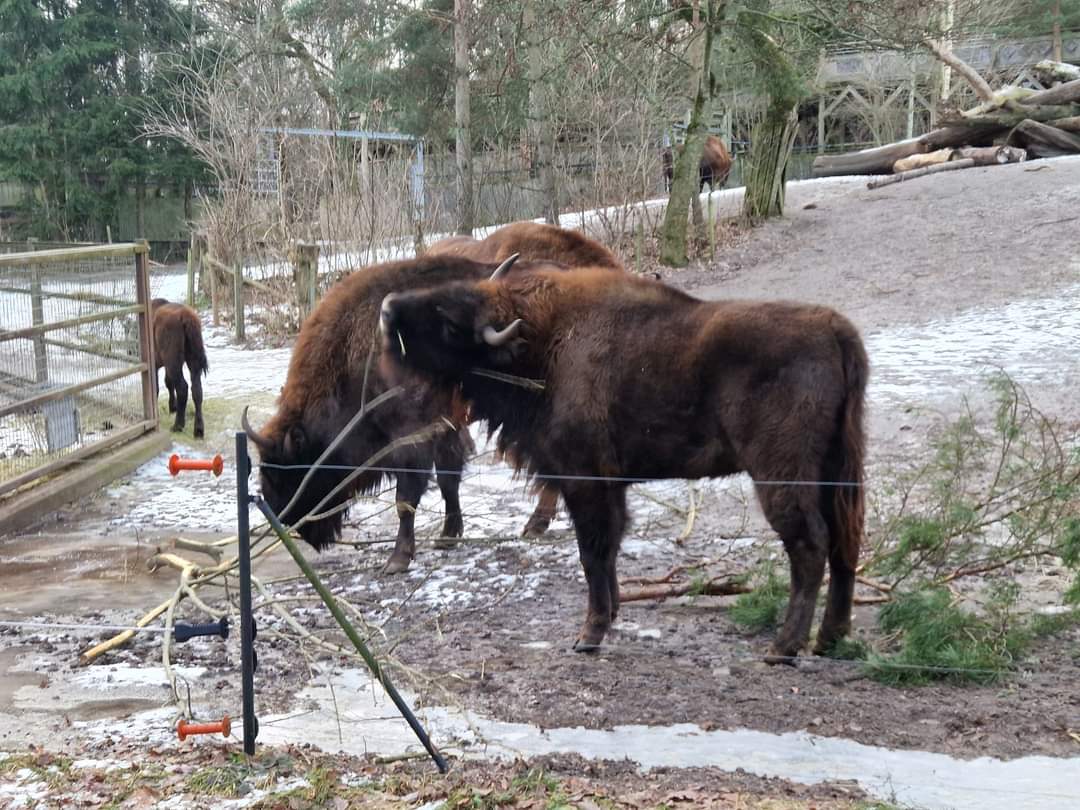 Wisent/Wild Boar mixed exhibit
