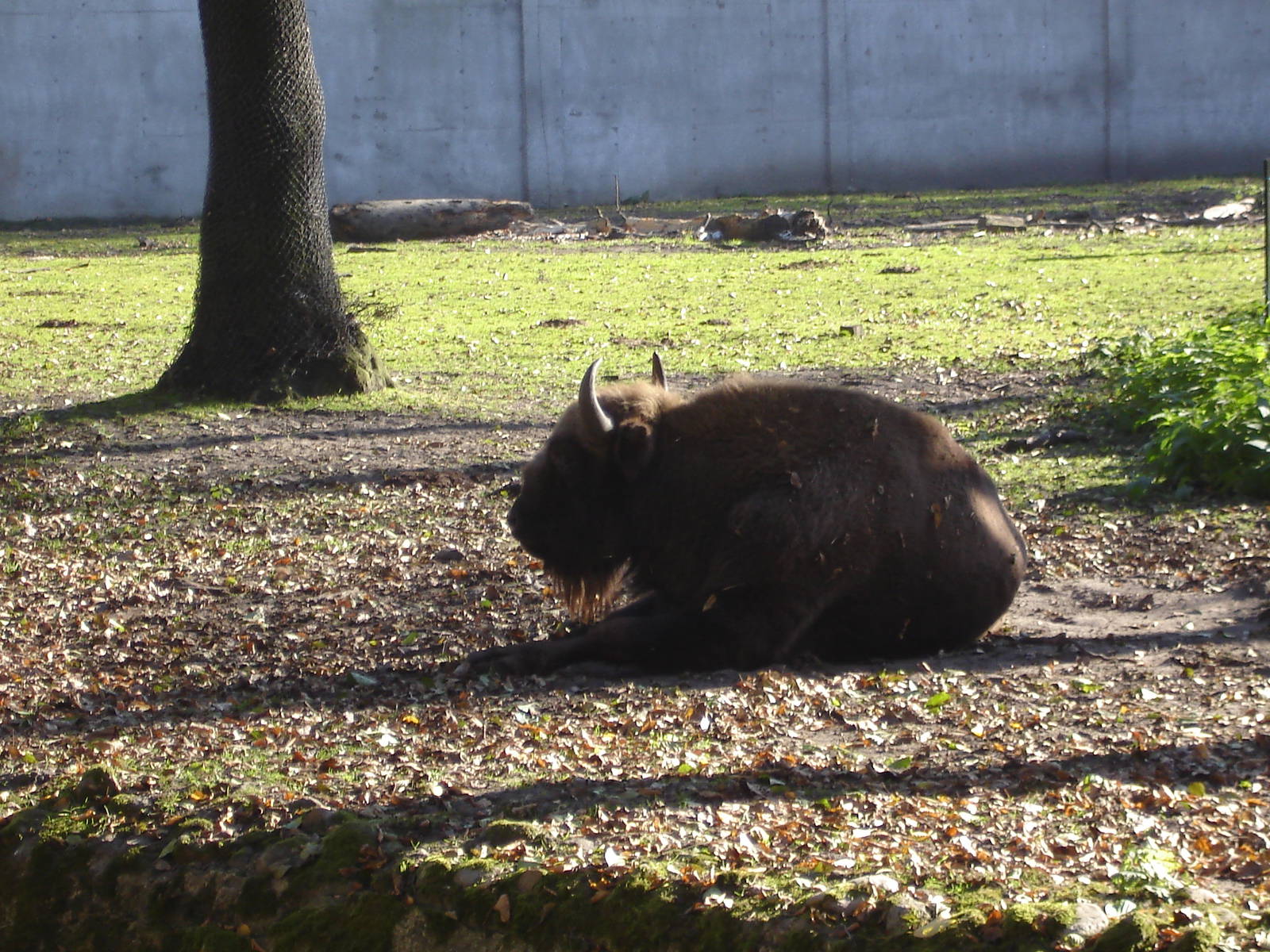 Wisent