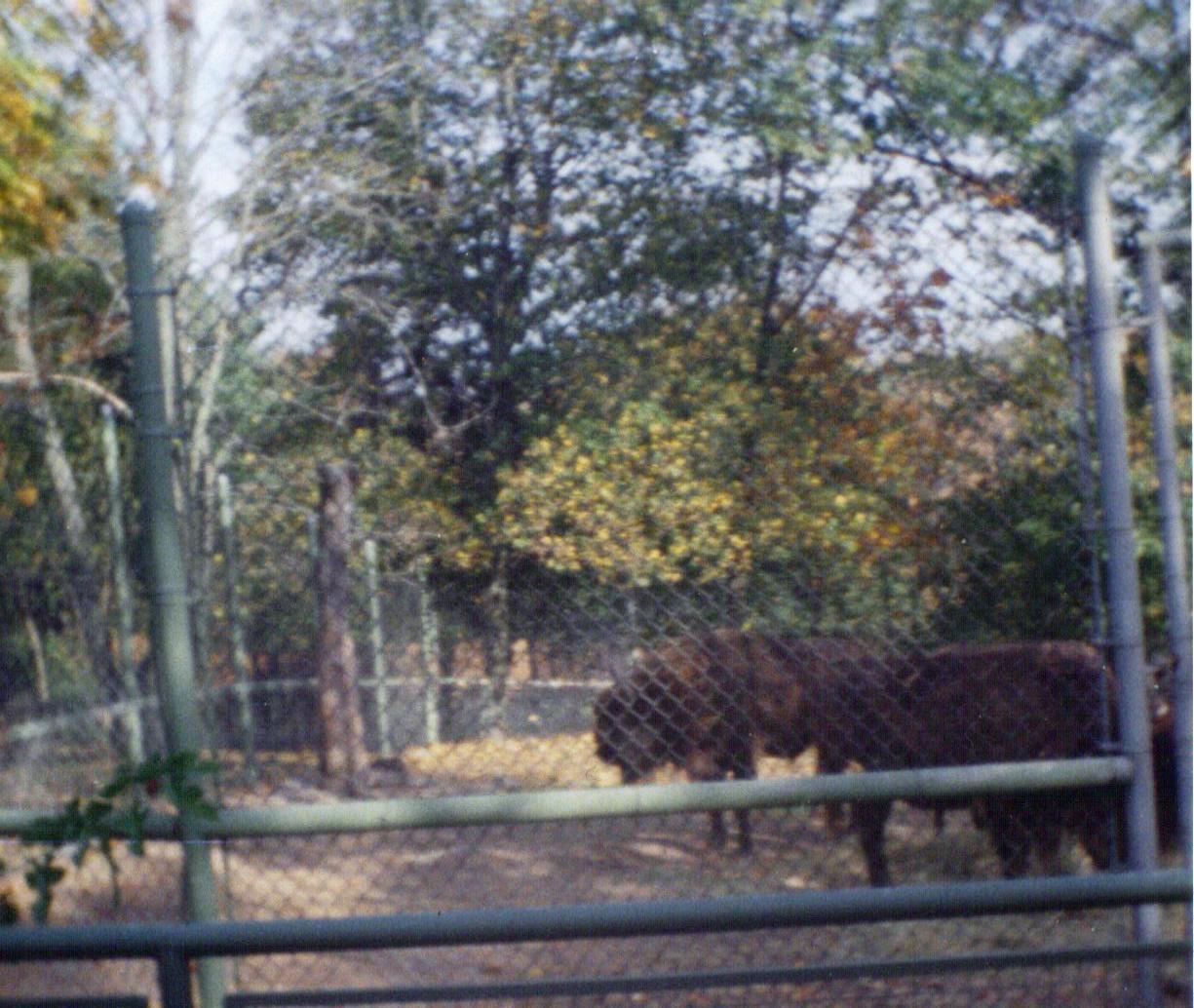 Wisent