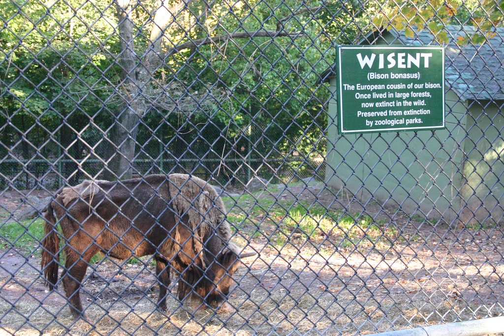 Wisent