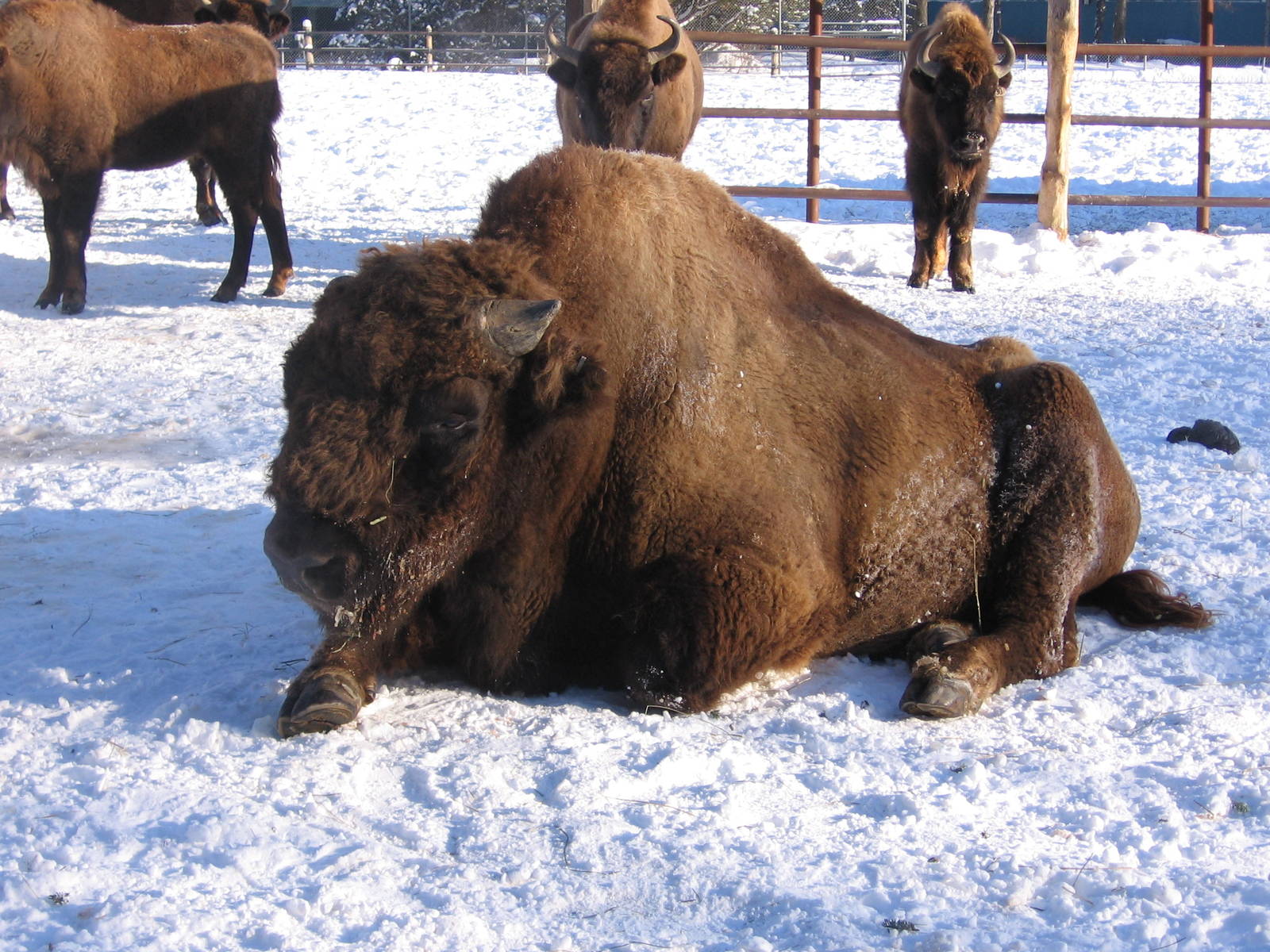 Wisent