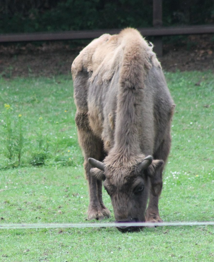 Wisent