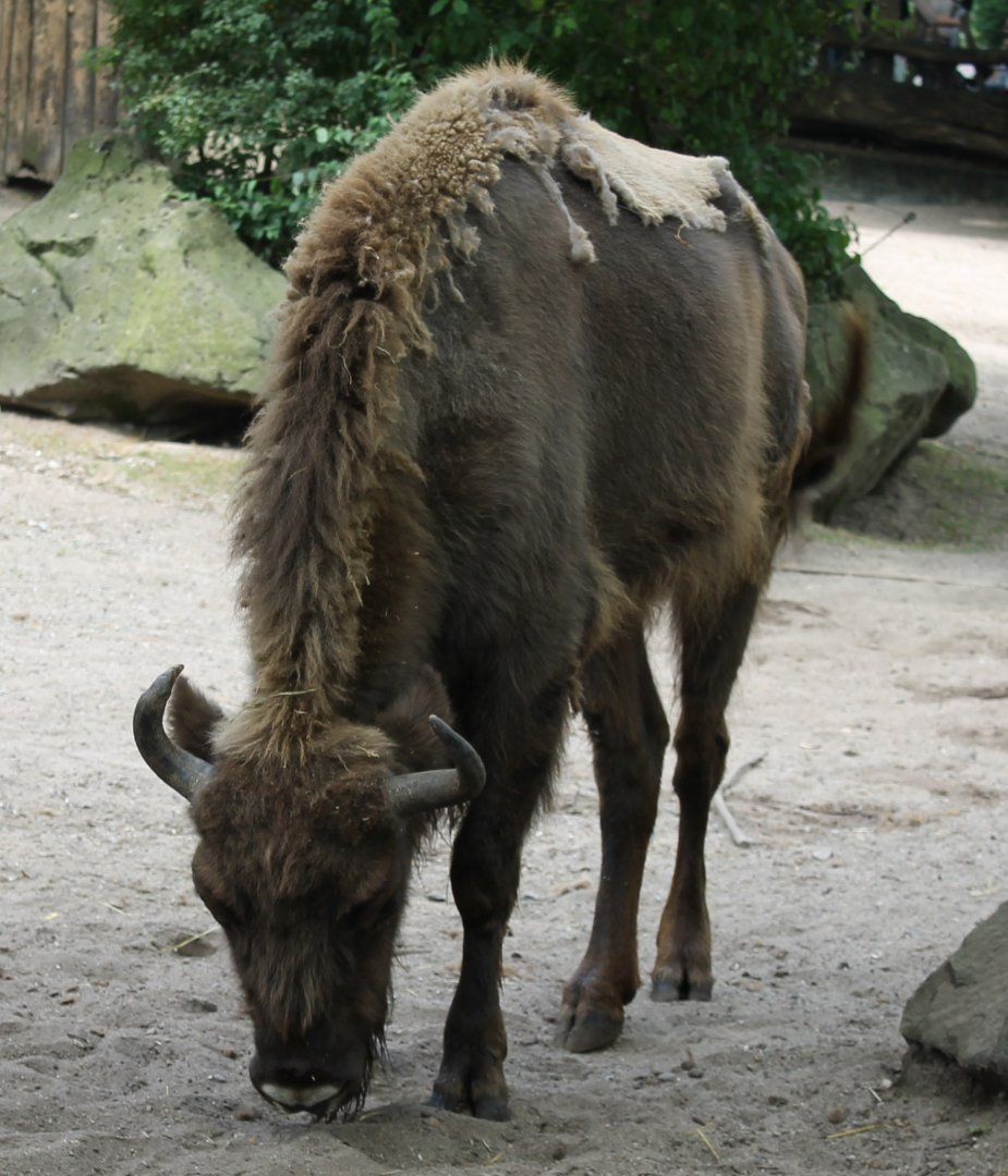 Wisent