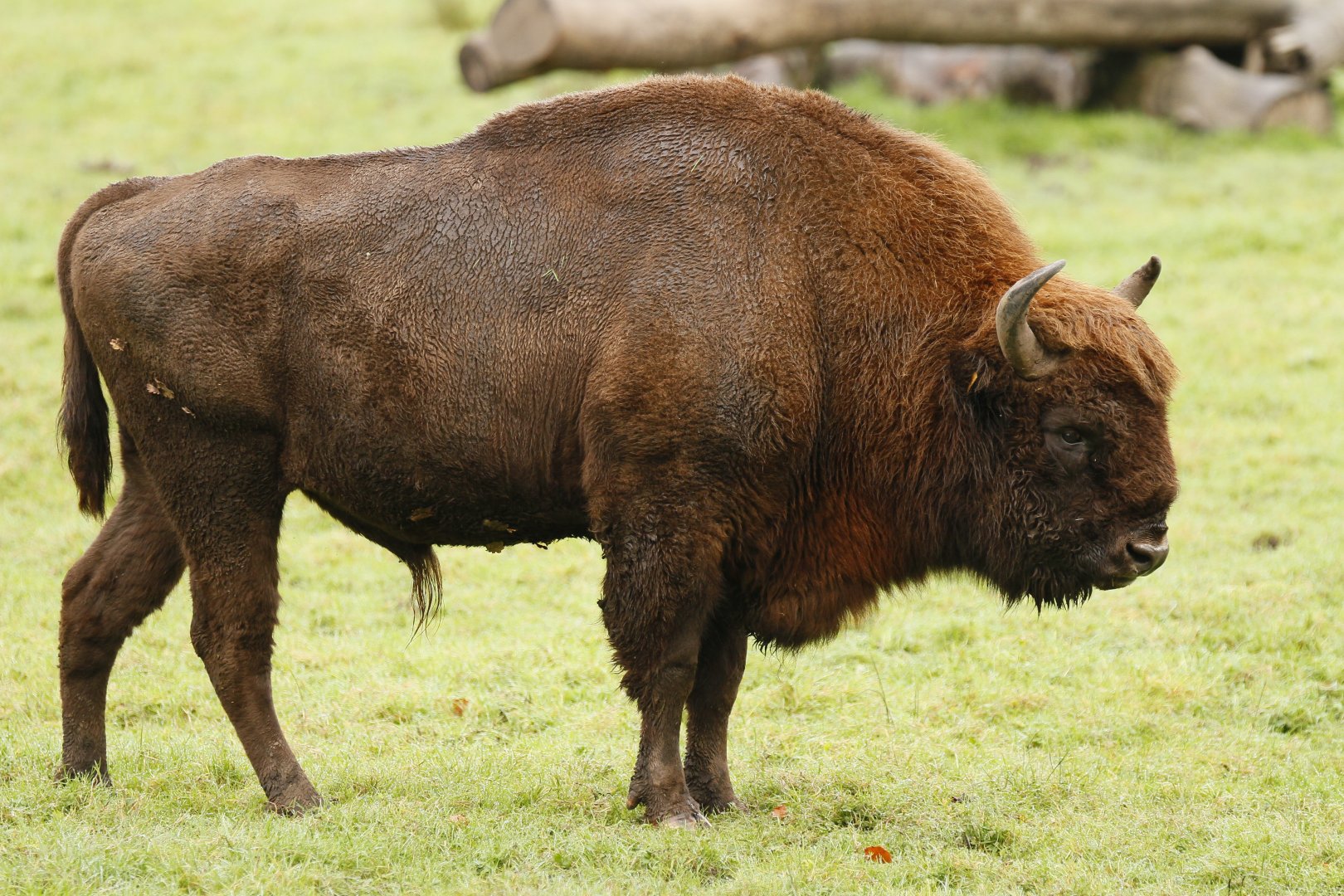 Wisent