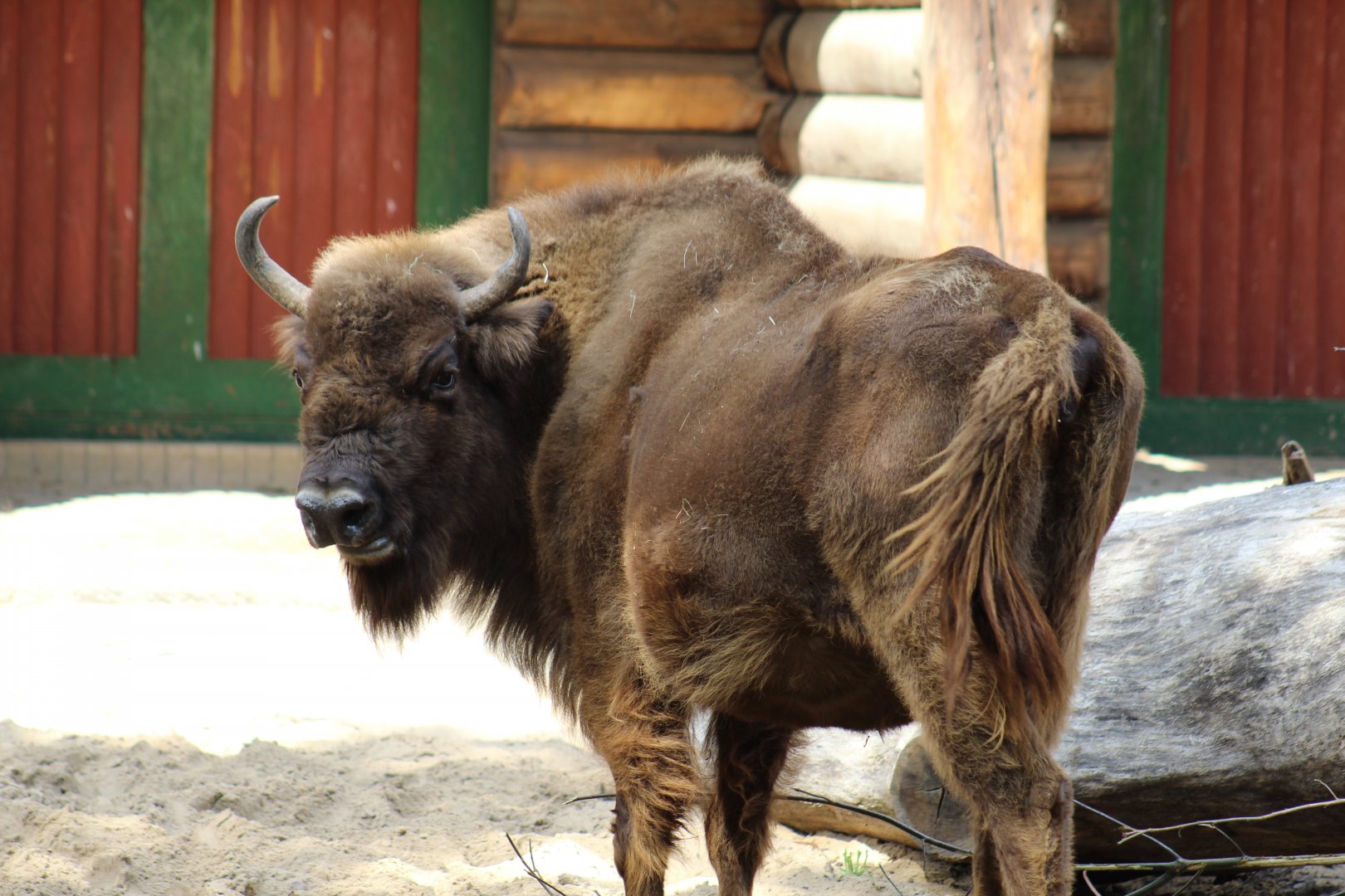 Wisent