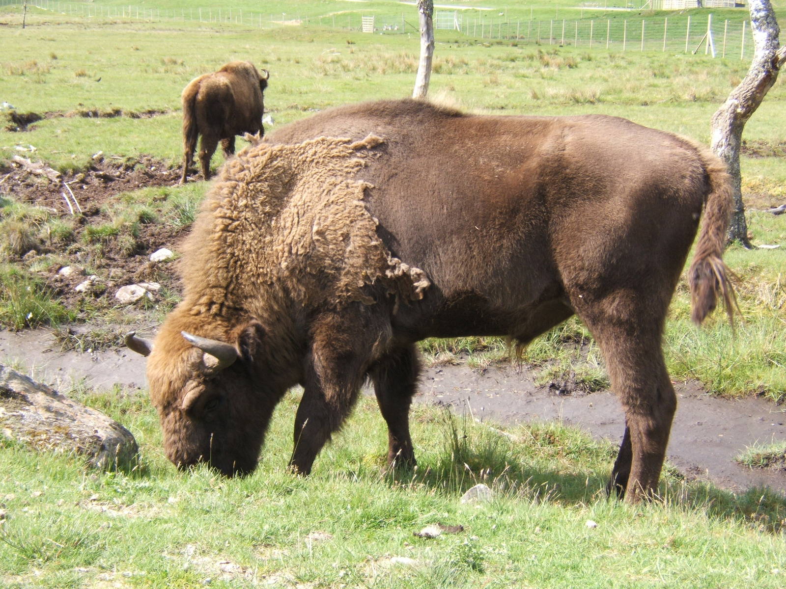 Wisent