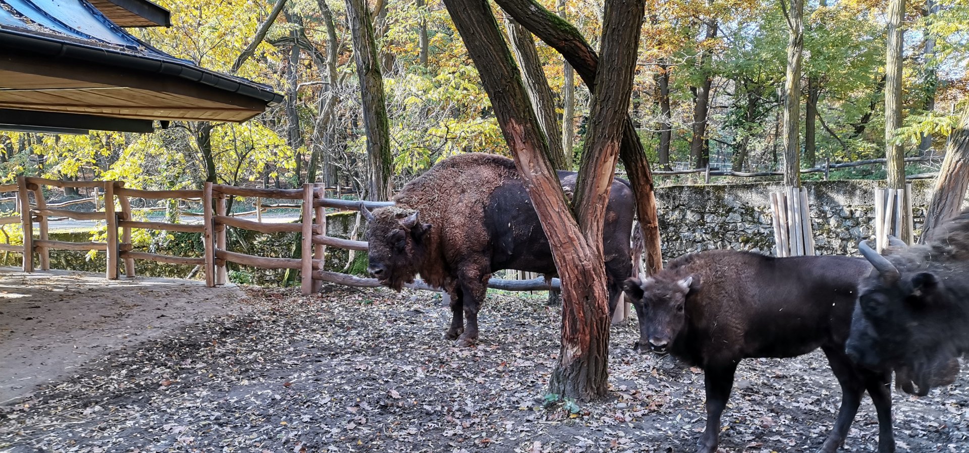 Wisent