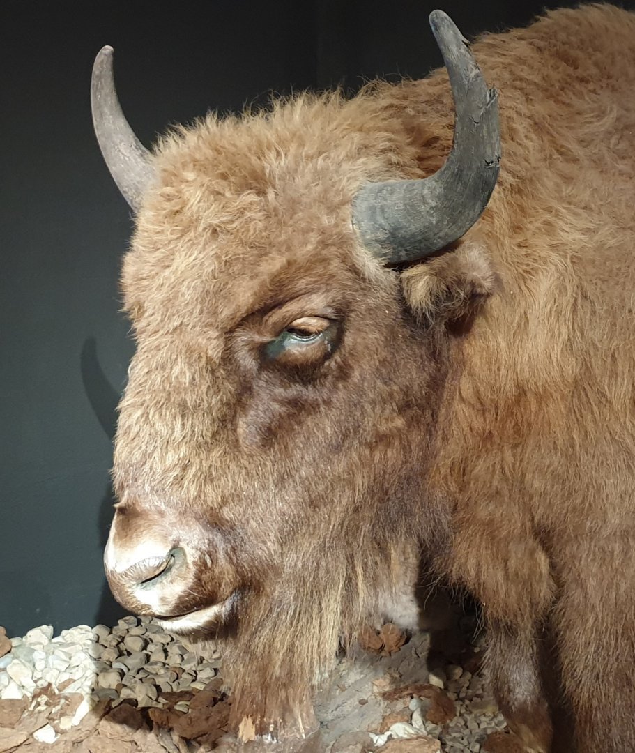 Wisent