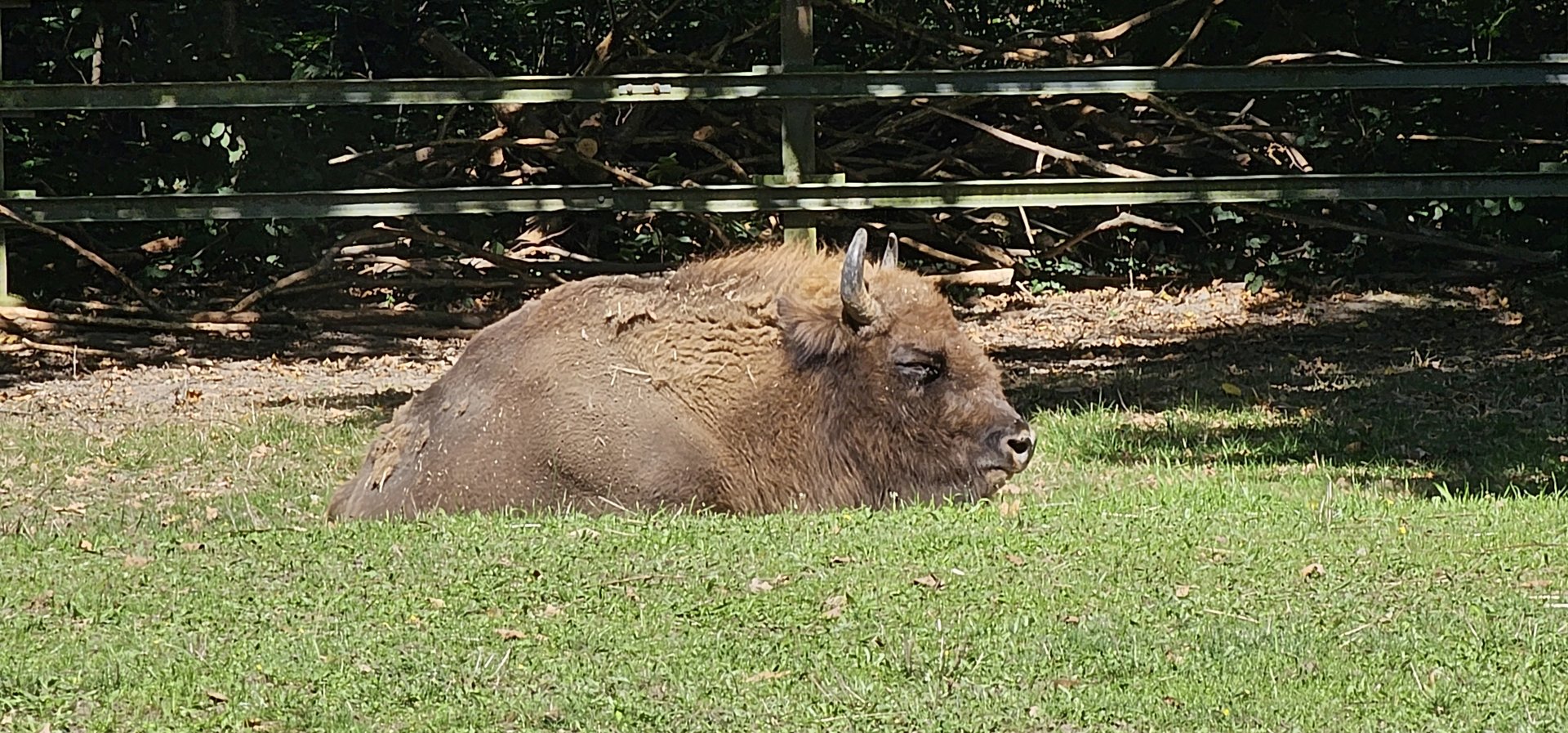 Wisent