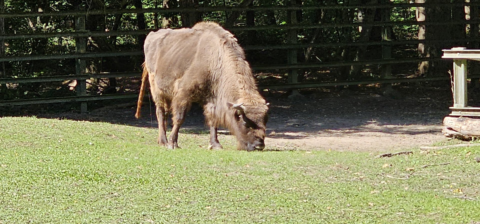 Wisent