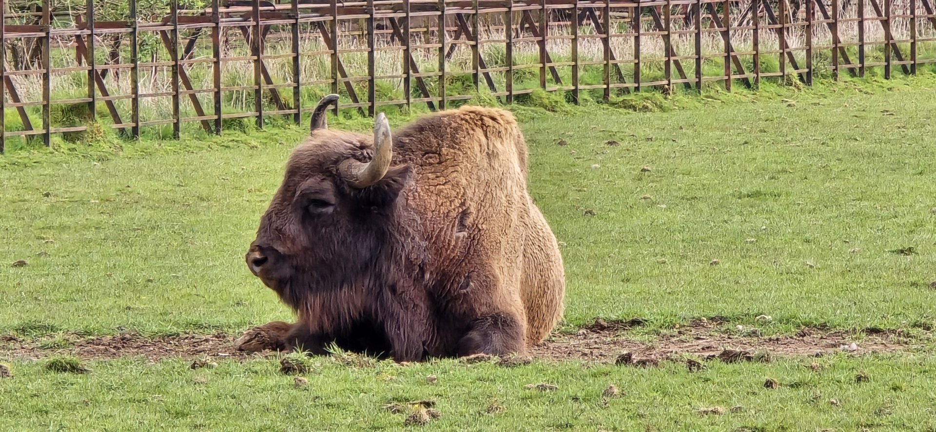 Wisent