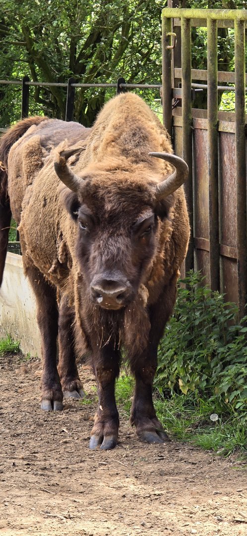 Wisent
