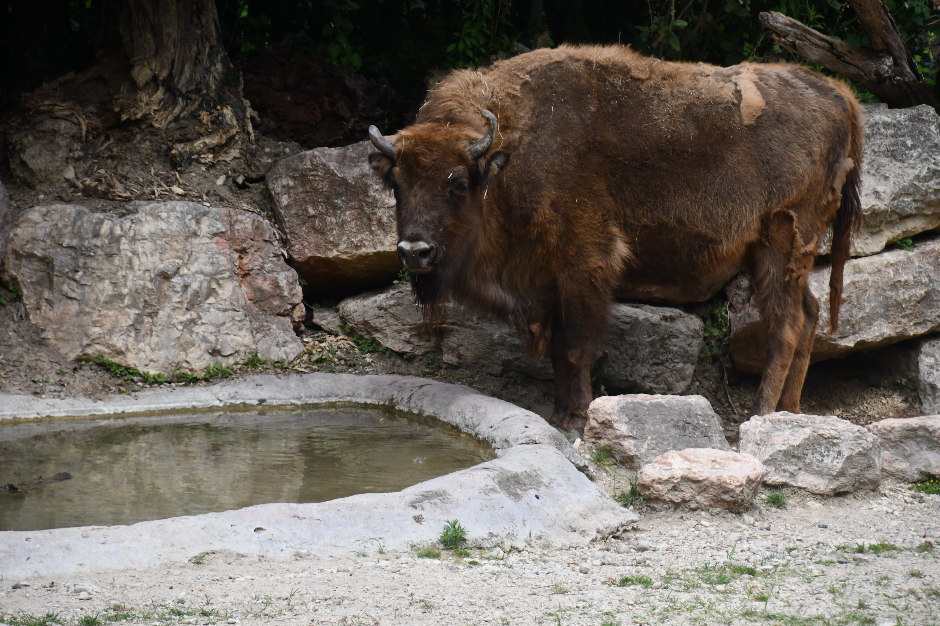 Wisent