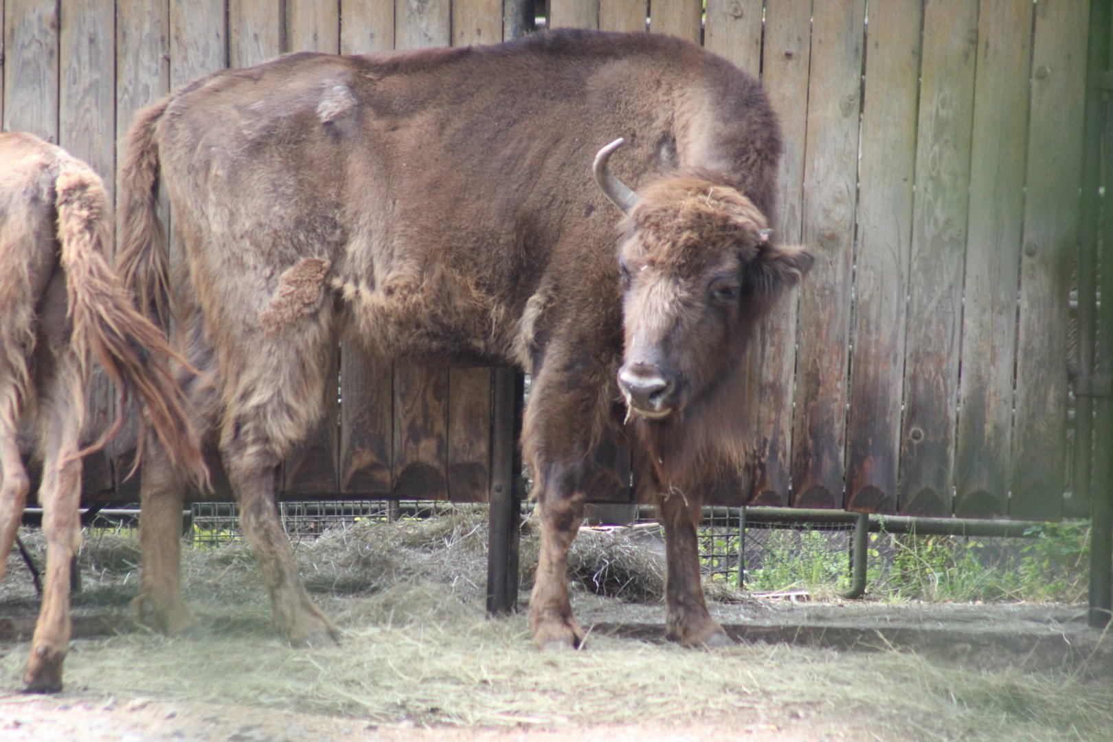 Wisent