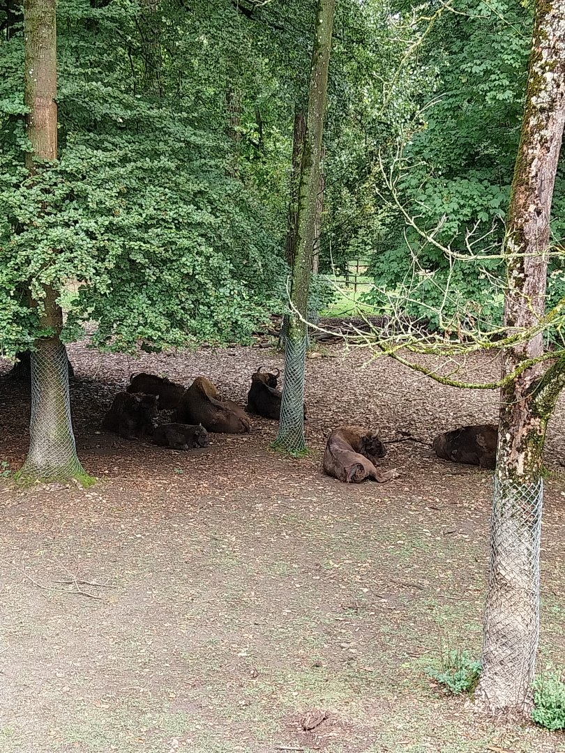 WisentenWald - European bison (Bison bonasus)