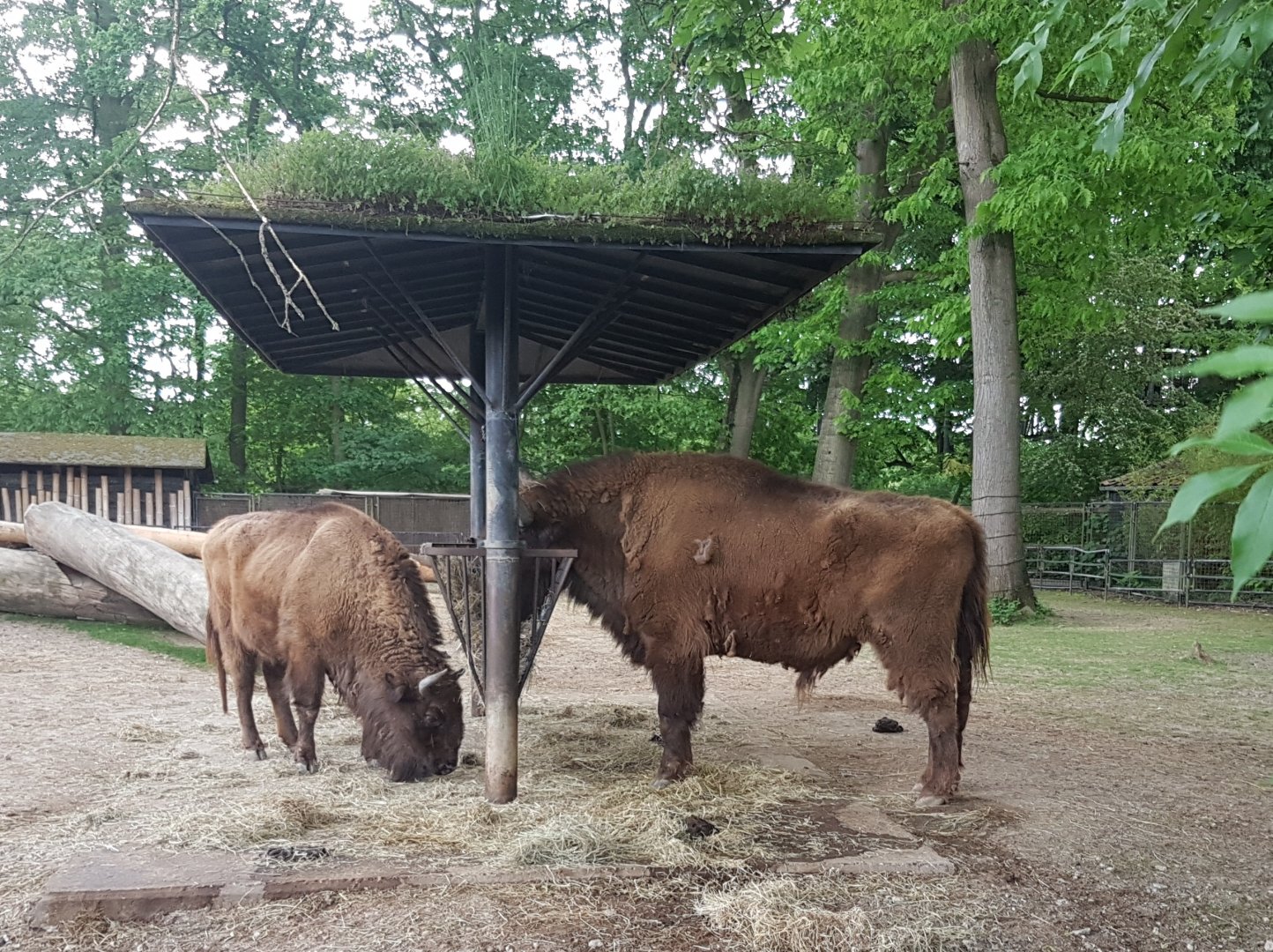 Wisents at the feeding-place