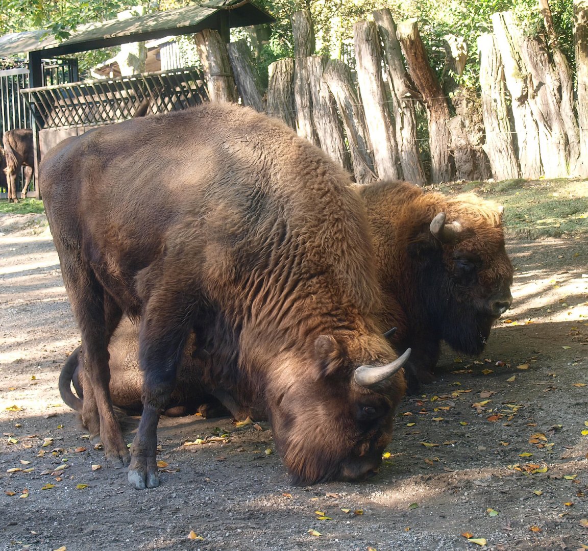 Wisents (Bison bonasus), 2014-10-19