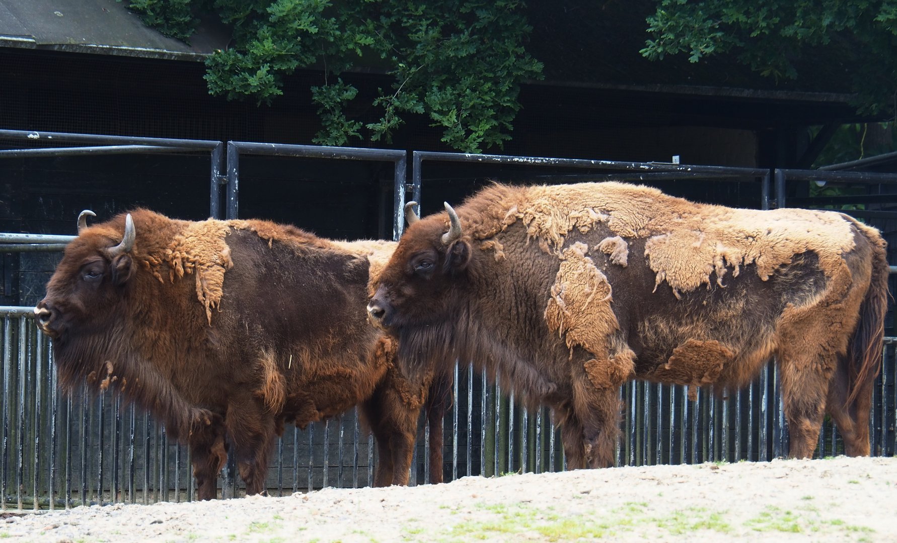 Wisents (Bison bonasus), 2019-06-26