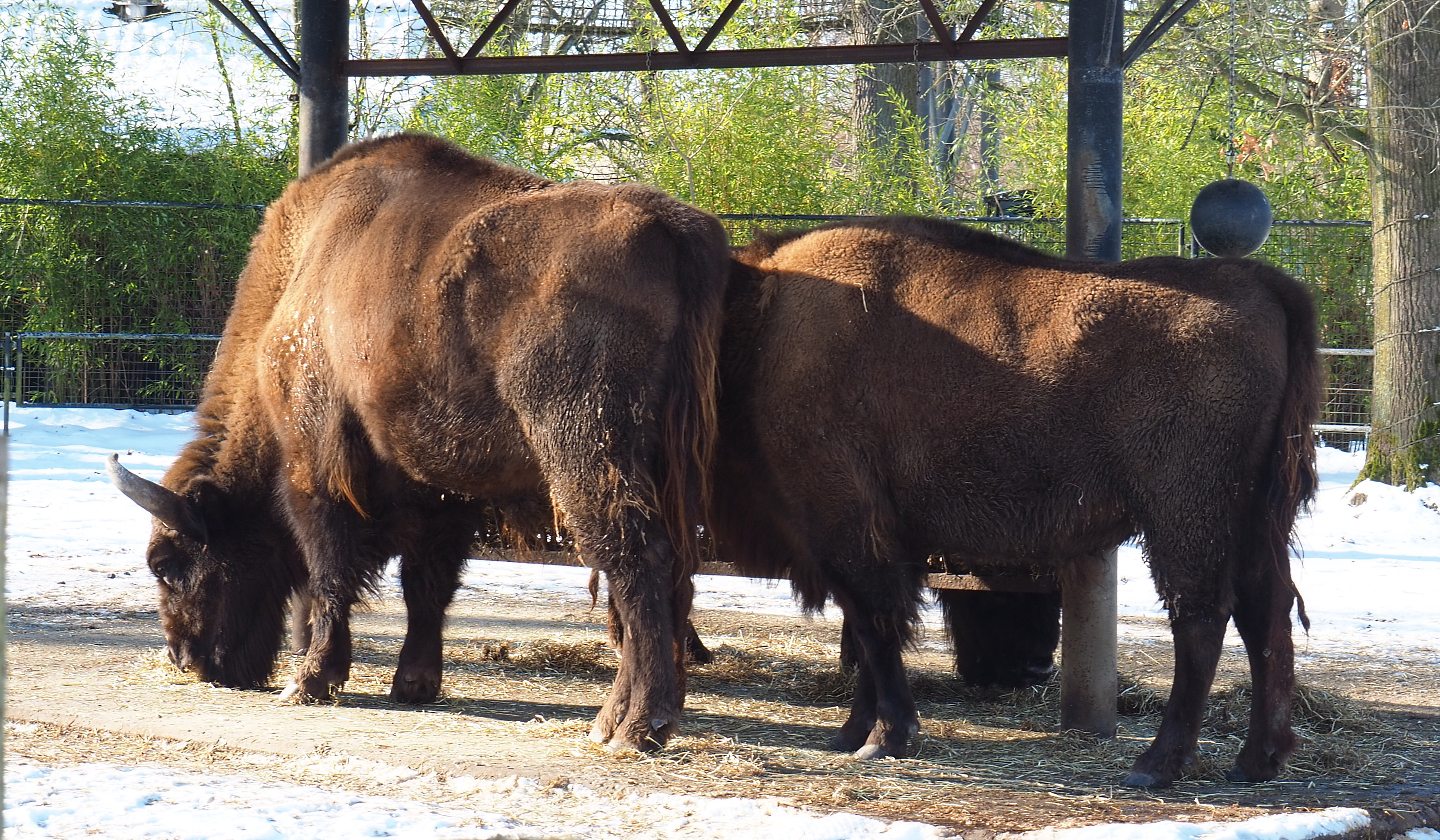 Wisents (Bison bonasus), 2021-02-14