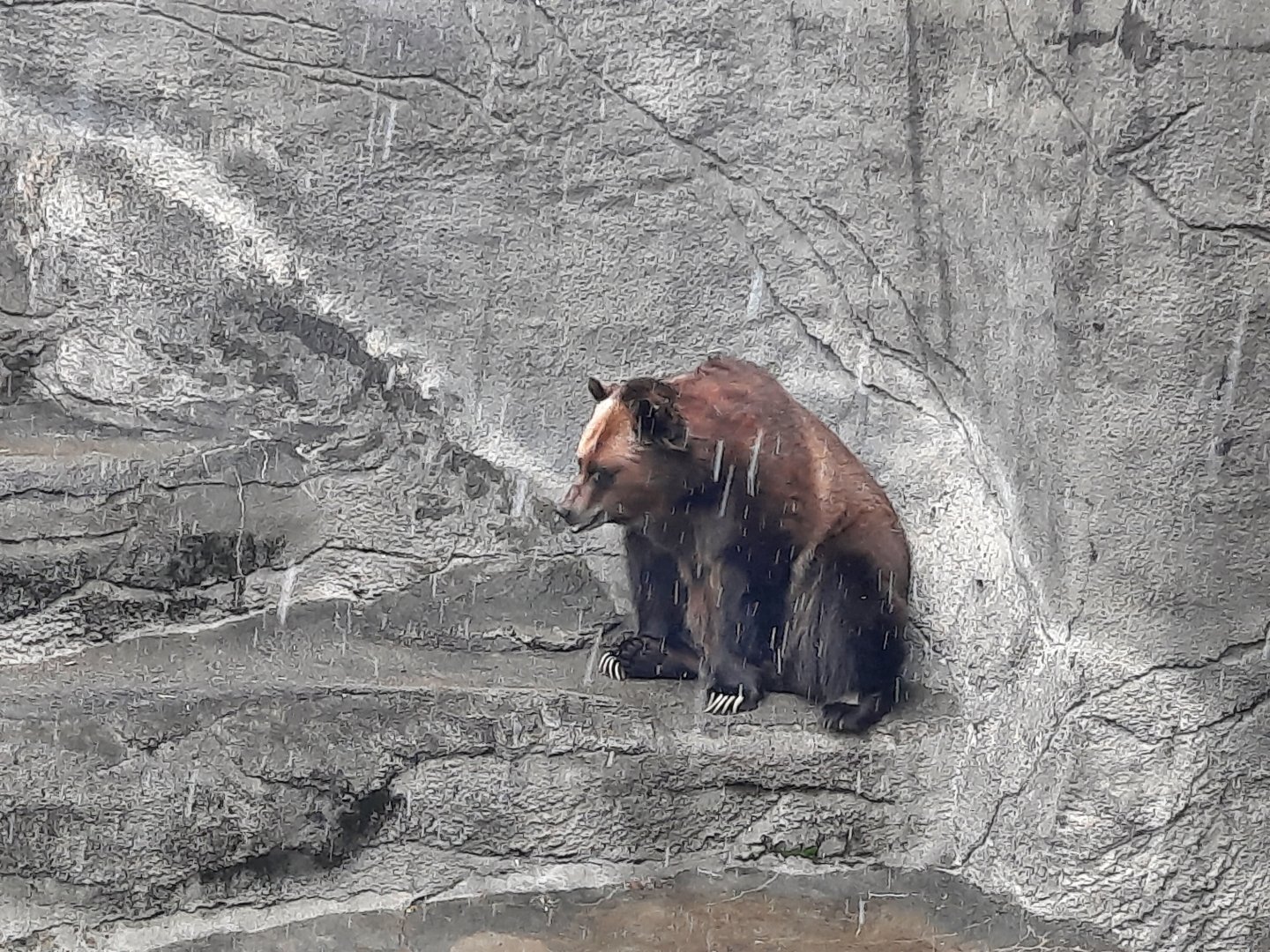 Wish I was a Polar Bear.