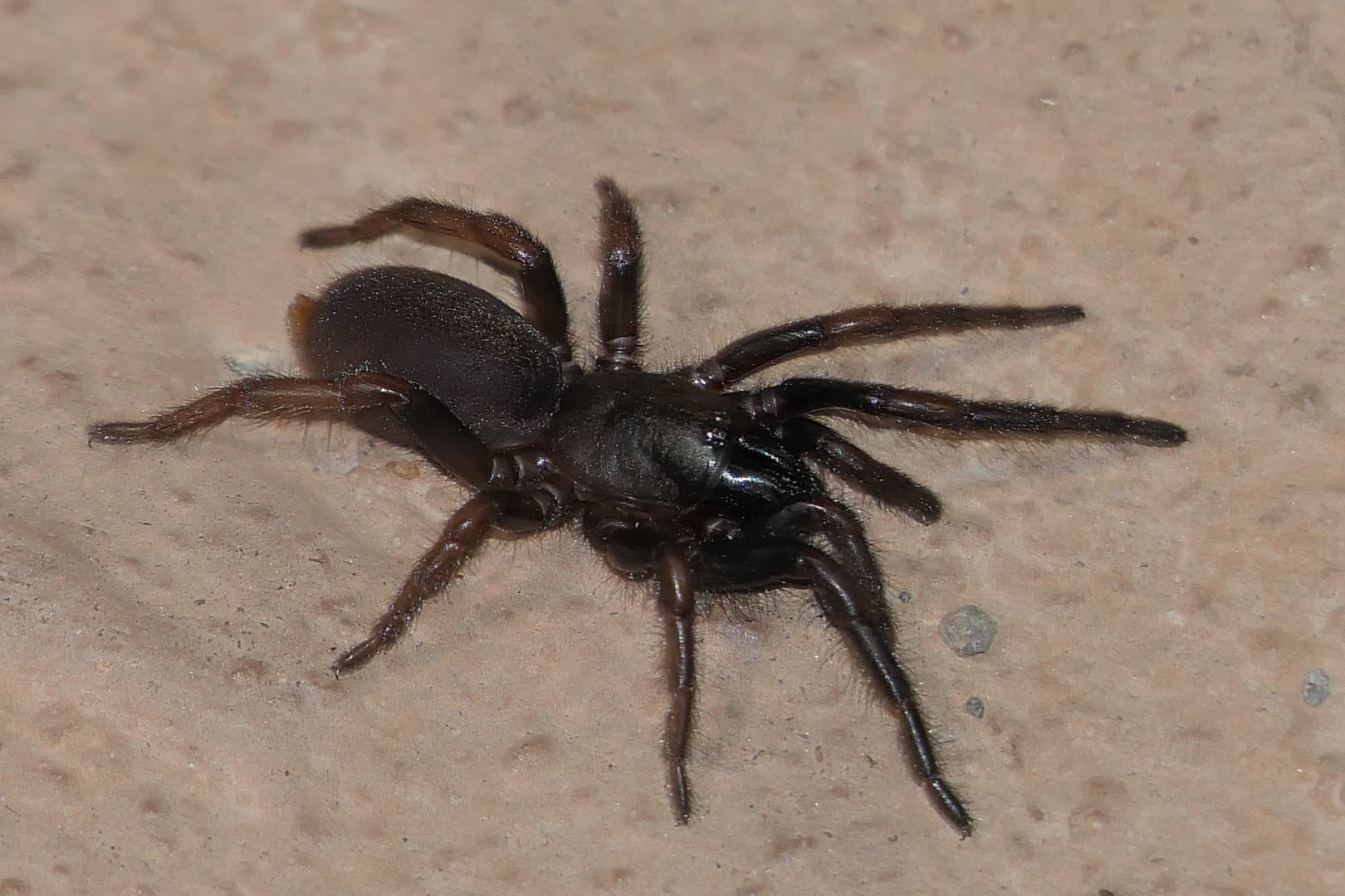Wishbone spider (Aname sp.)