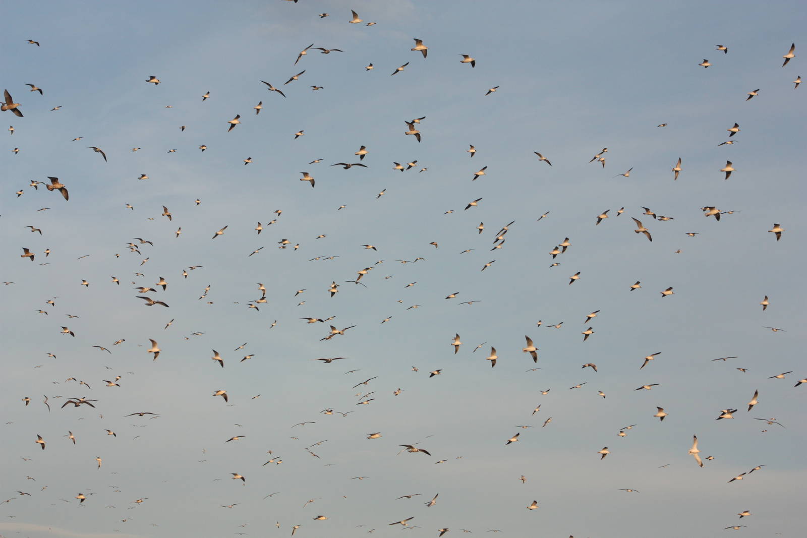 Wishing (If I Had A Photograph Of You), 7th March 2015