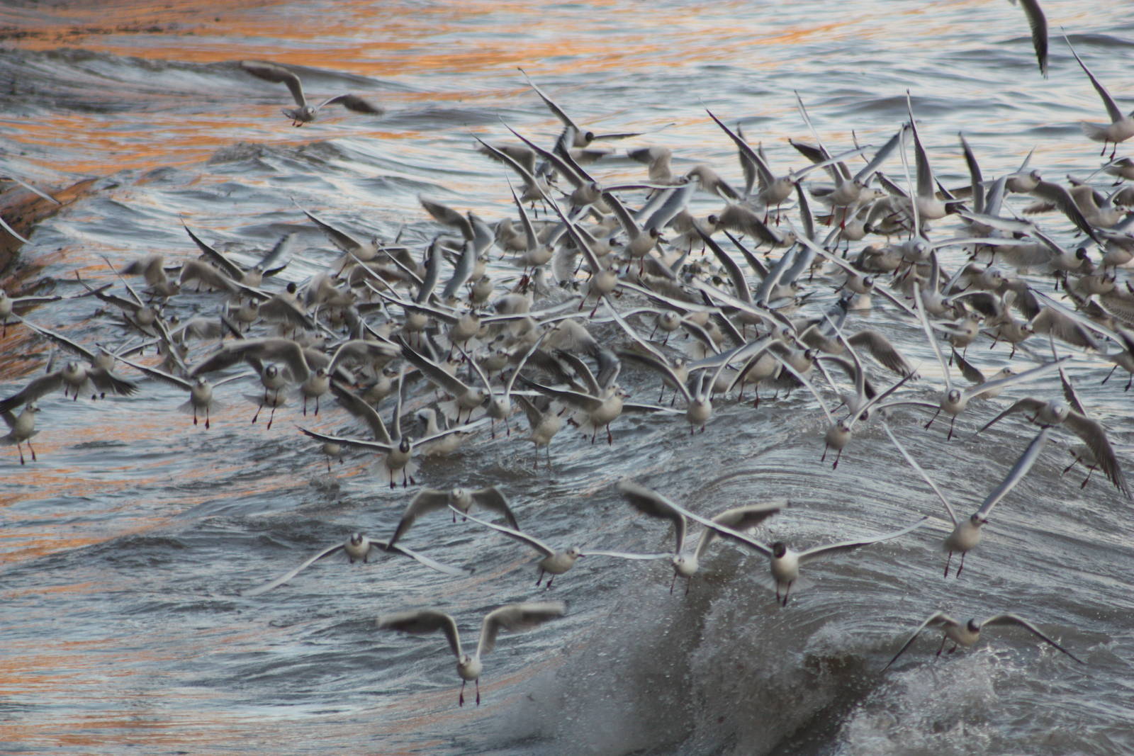 Wishing (If I Had A Photograph Of You), 7th March 2015