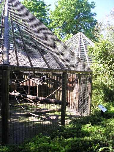 Wissel Zoo in Epe (NL) Congo mangabey