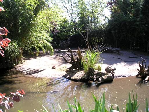 Wissel Zoo in Epe (NL) Pygmee hippo