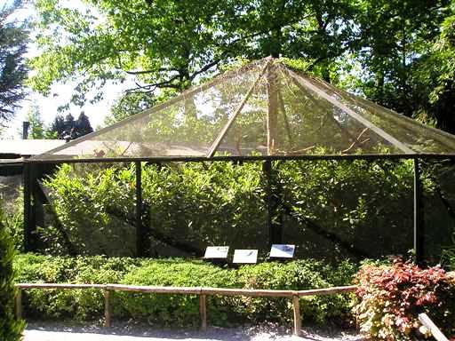 Wissel Zoo in Epe (NL) Tamarins
