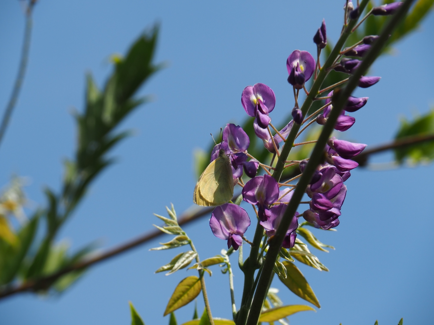 Wisteria with a butterfly on it