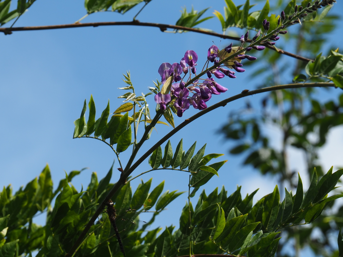 Wisteria with butterflies and a dragonfly