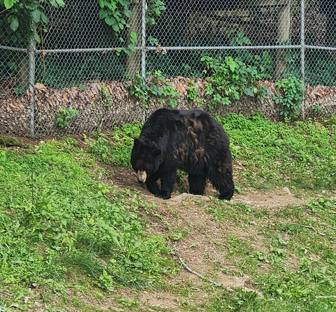 WNCNC - American Black Bear