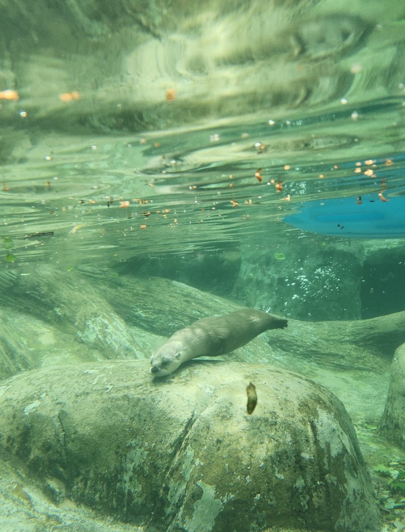 WNCNC - North American River Otter