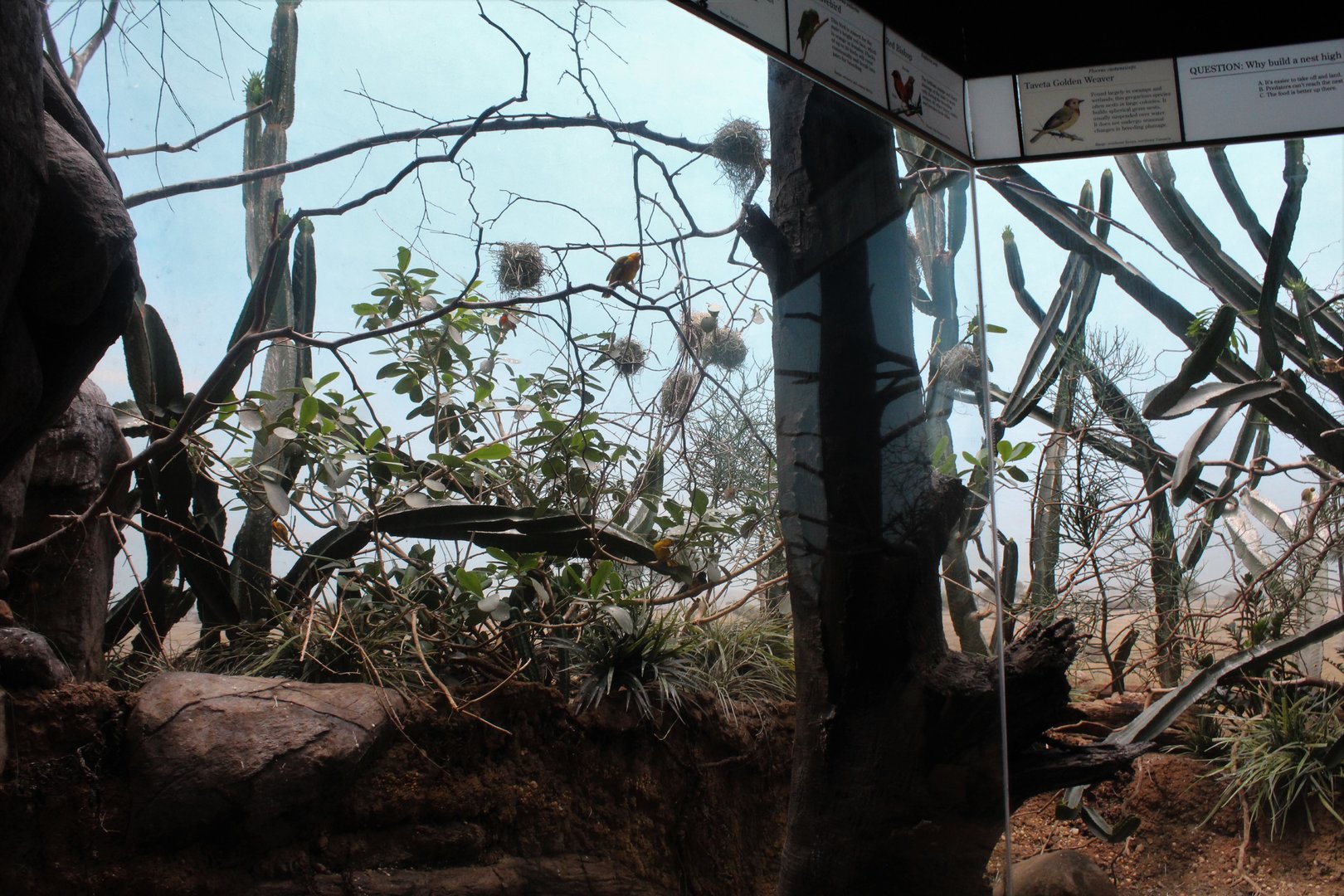 WOB 50th - African Scrubland Exhibit